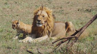 cute lion with a baby