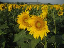 sunflower yellow landscape