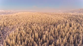 Aerial Agriculture Background forest