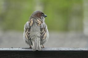 Bird Little on a blurred background