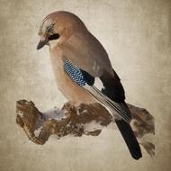 plumage bird jay