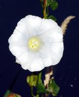 wild white flower