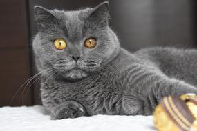 British Shorthair Cat staring on a blurred background