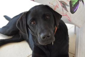 Labrador Dog black face