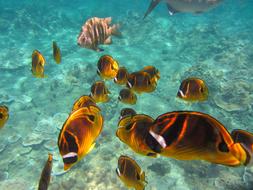 colorful fish in turquoise clear water