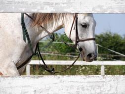 Beautiful and cute, white horse, behind the white fence, among the colorful plants