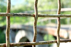 The iron bars of the rusty cage