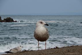 seagull on the seaside close up