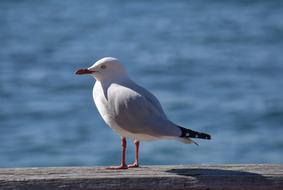 grey Seagull Bird sea