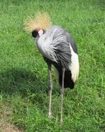 bird fluffy grass