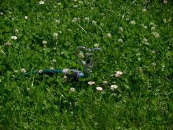 grass flowers landscape