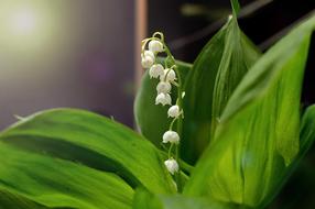 green bellflower