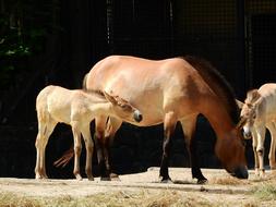 horses a lot zoo