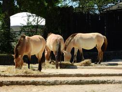 horses are a lot of zoo cute