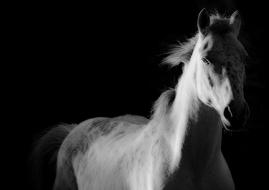 a white horse on a black background