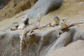 stone lizards