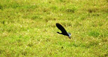 flying bird in the field
