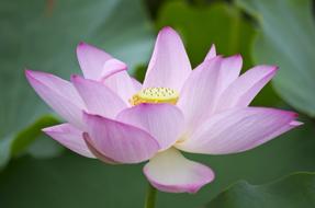 a beautiful pink flower