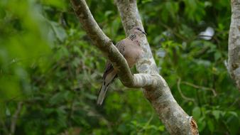 Exotic Bird at Nature on wood