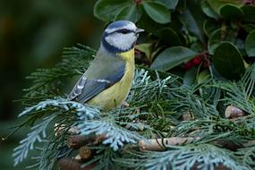 Bird Songbird Tit green tree