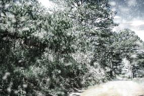 green trees in winter landscape
