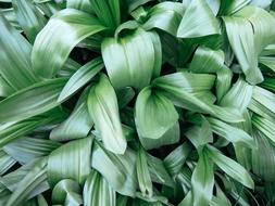 photo of green lily of the valley leaves