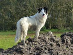 black and white Dog on dirt
