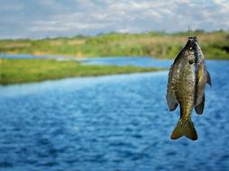 fish hooked water