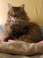 incredibly charming Cat Feline