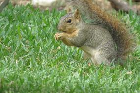 Squirre in Wildlife on green grass