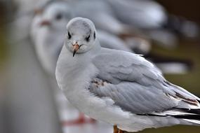 the white dove is watching