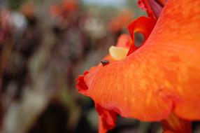 Close-up of the beautiful, red and orange lily flower, with the colorful core