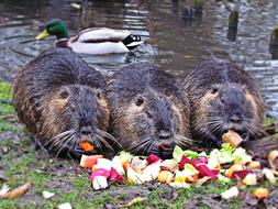 Cute, colorful and beautiful nutrias, eating food