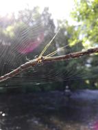 branch web light