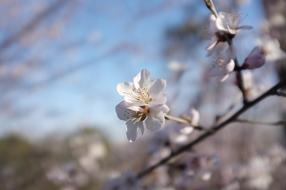 flowers white cute