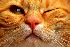 Cat Mackerel Wink close-up