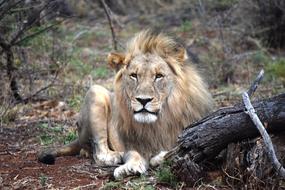 African Lion animal
