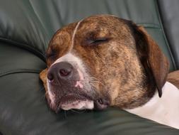 Dog Home Darling sleep