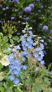 long blue flowers