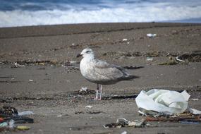 photo of a seagull on a dirty beach