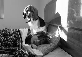 Dog sits on bed at sleeping boy