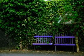 purple fence green