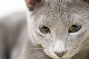 kitten of Russian Blue Cat