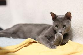 Russian Blue Cat resting indoor