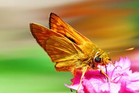 butterfly skipper small