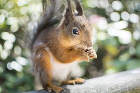 cute Squirrel eating outdoor