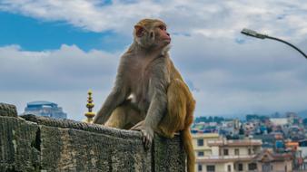 Monkey Staring Posing city