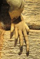 macro photo of a paw with claws of a Jamaican iguana