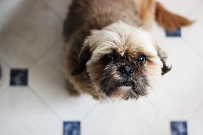 Portrait of the cute and beautiful, colorful, fluffy Shih-Tzu dog