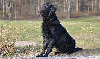 Dog Retriever Black posing in nature